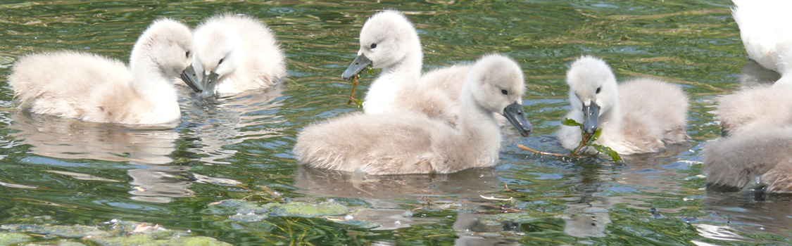 Junge Schwäne (Deko)