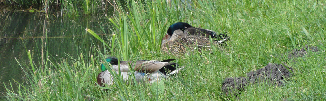 2 schlafende Enten am Wasser (Deko)
