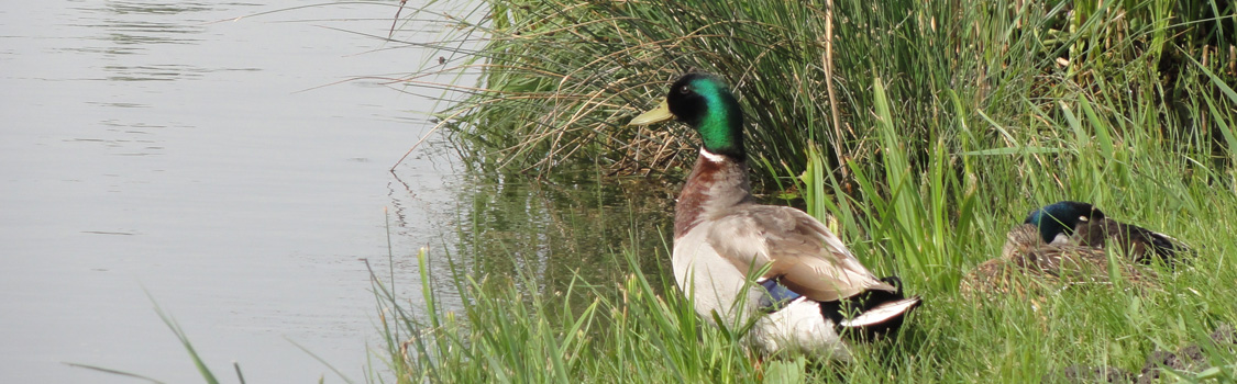 Enten am Seeufer (Deko)