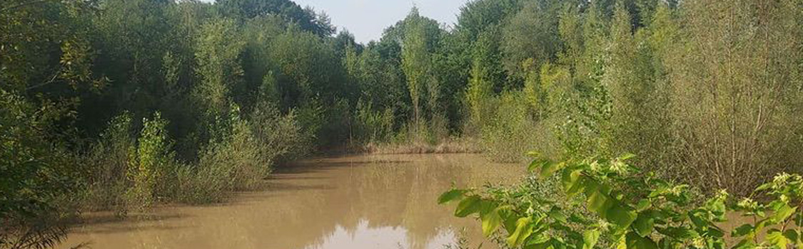 Wald an einem Teich (Deko)