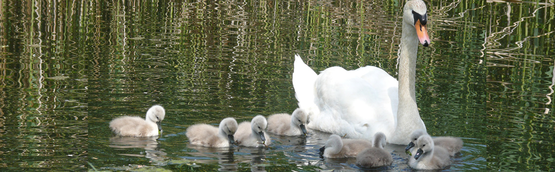 Schwanfamilie (Deko)