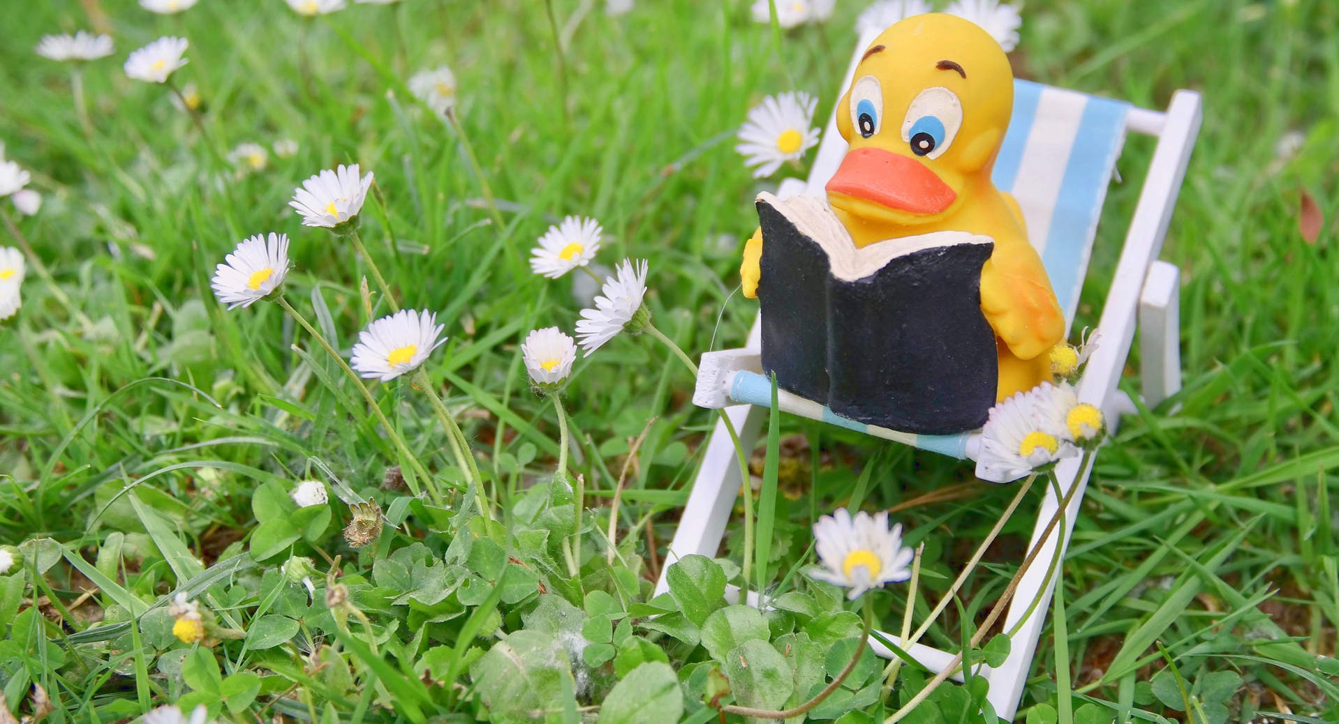 Eine ein Buch lesende Quietscheente (Deko)